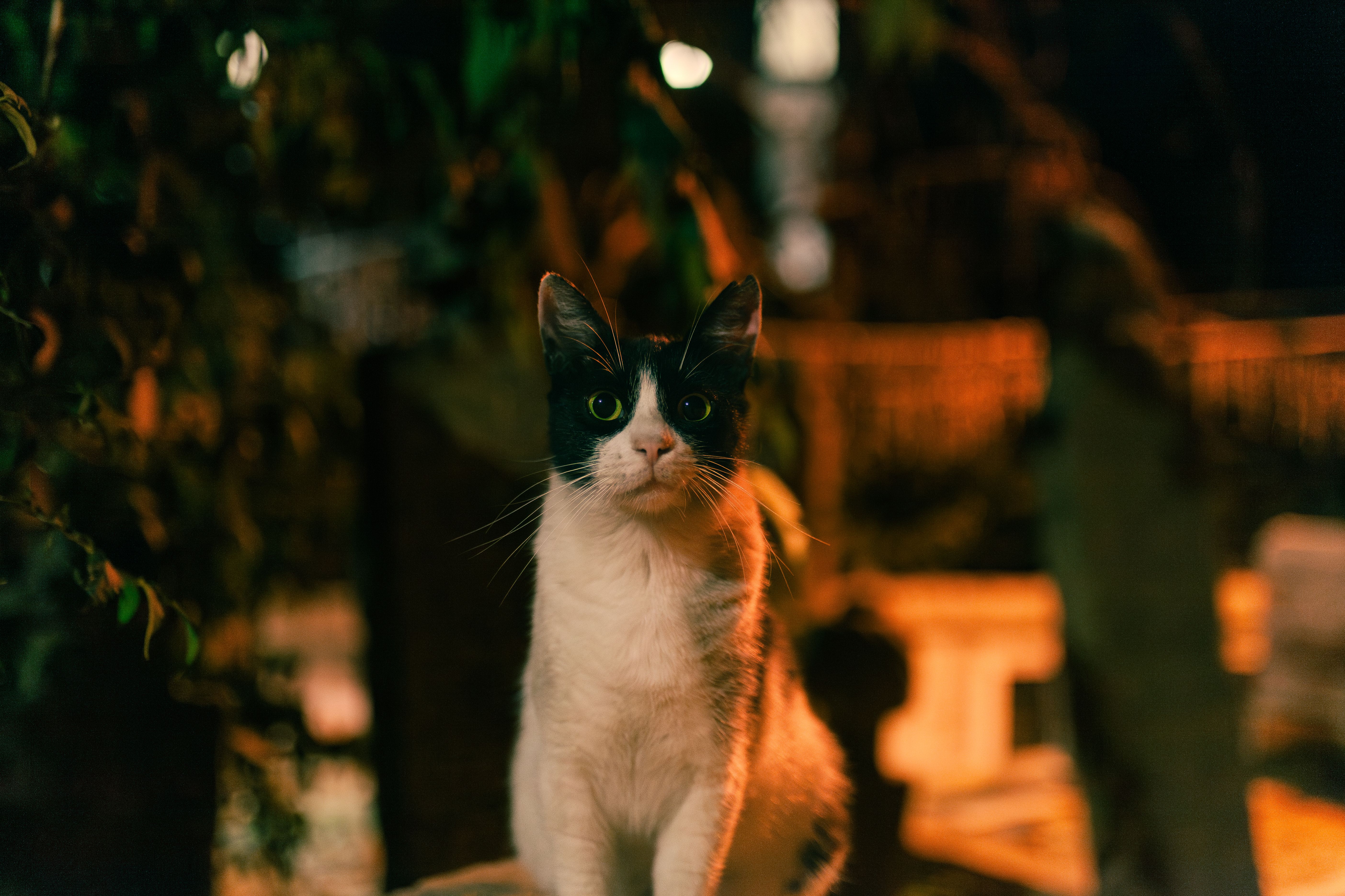 stop cat waking night routine feeding play