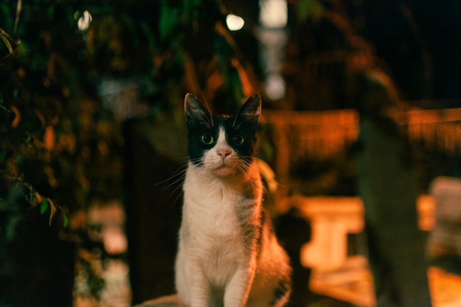 stop cat waking night routine feeding play