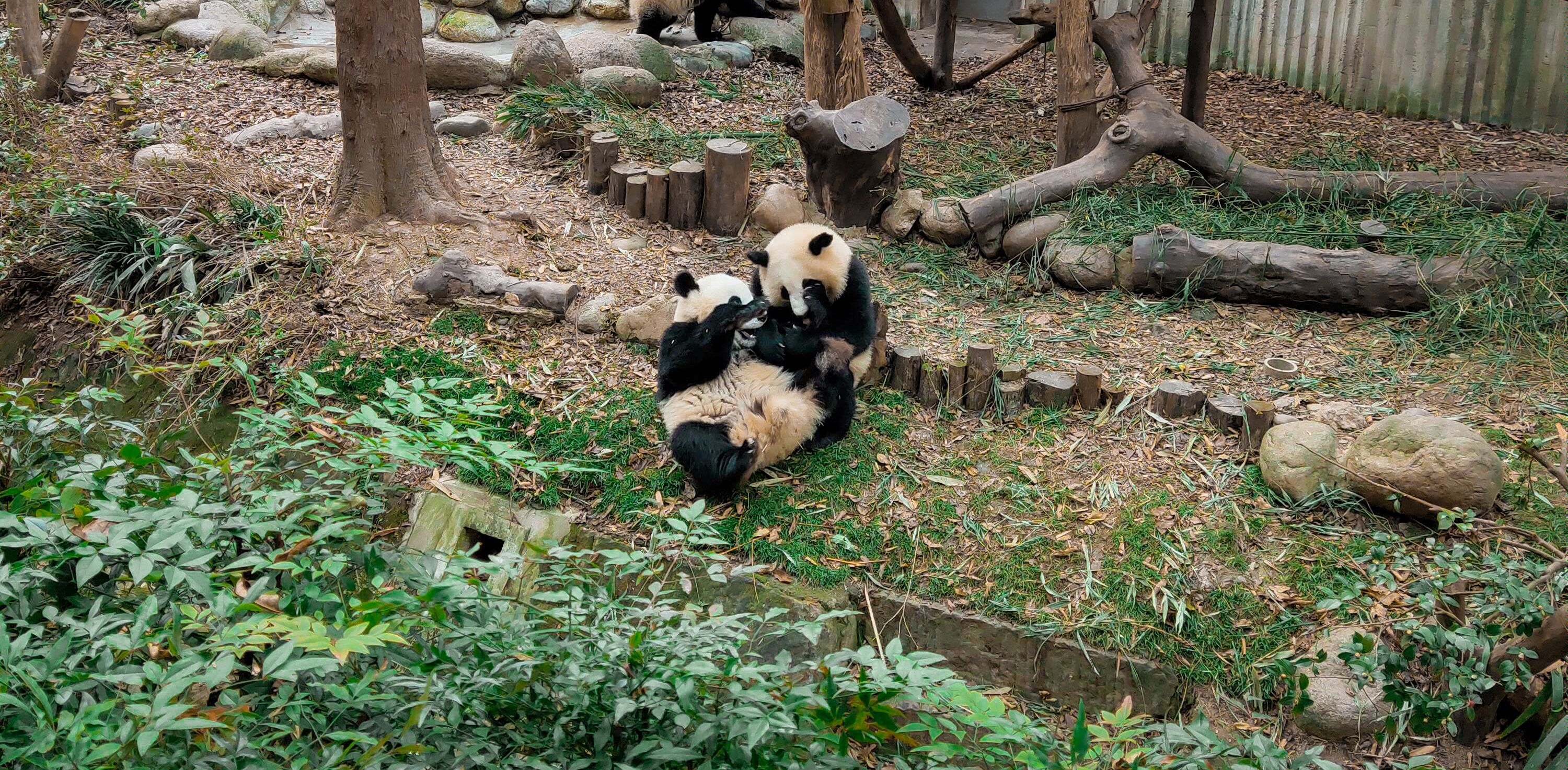 Ilmainen kuvapankkikuva tunnisteilla Panda, vauva panda Kuvapankkikuva