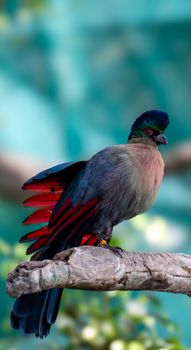 bird photo