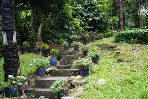 Free A serene garden staircase adorned with vibrant plants in blue pots, surrounded by lush greenery. Stock Photo