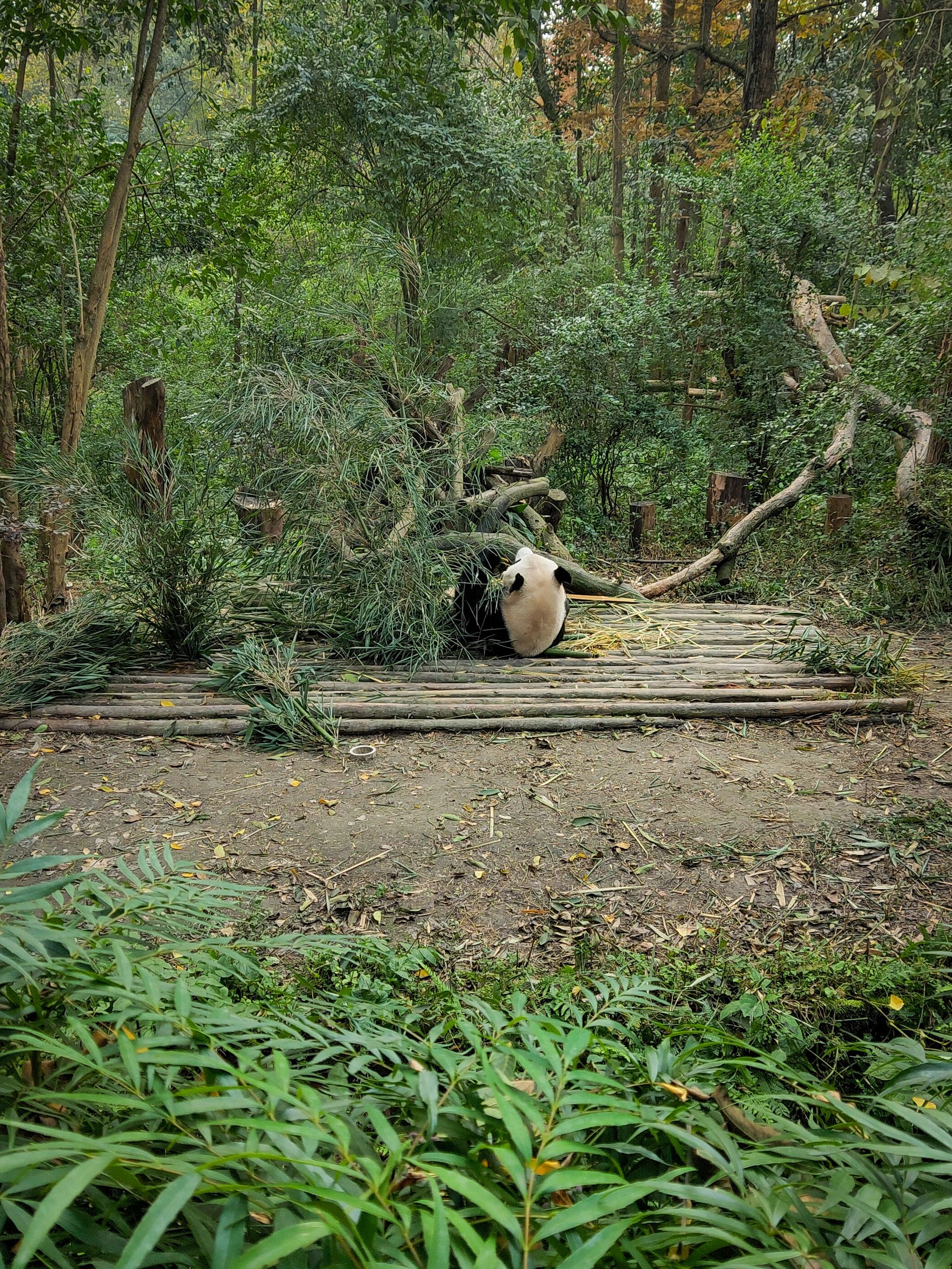 grátis Foto profissional grátis de Panda Foto profissional