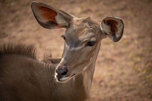 A detailed portrait of a female greater kudu with expressive eyes and striking ears, embodying African wildlife.