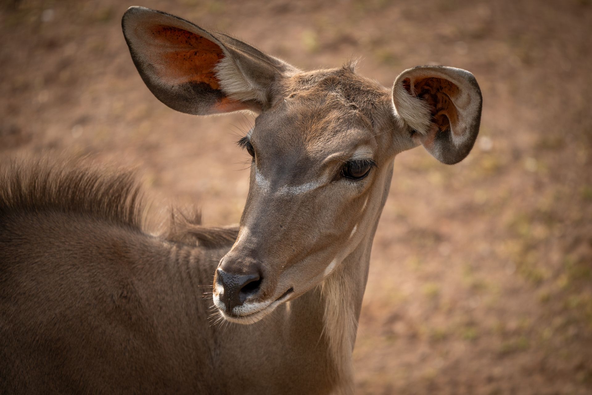 A detailed portrait of a female greater kudu with expressive eyes and striking ears, embodying Afric