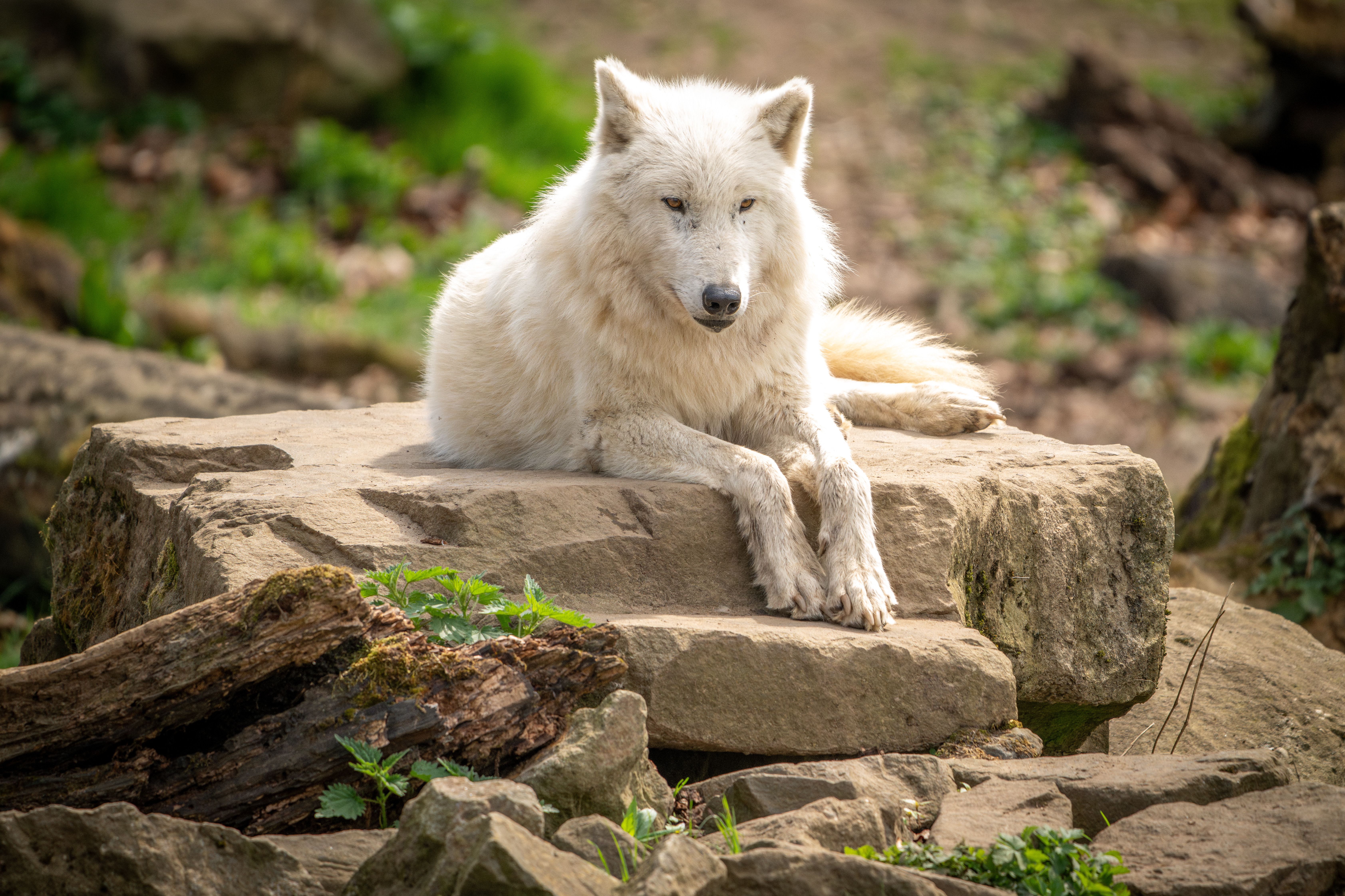 How far can a wolf see? - The Institute for Environmental Research and ...