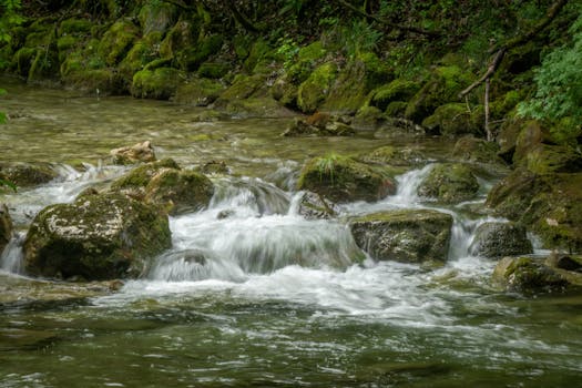 A tranquil forest stream flows over moss-covered rocks, creating a peaceful scene.