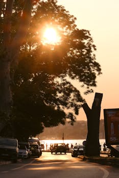 A serene street view with cars and trees silhouetted against a vibrant sunset.