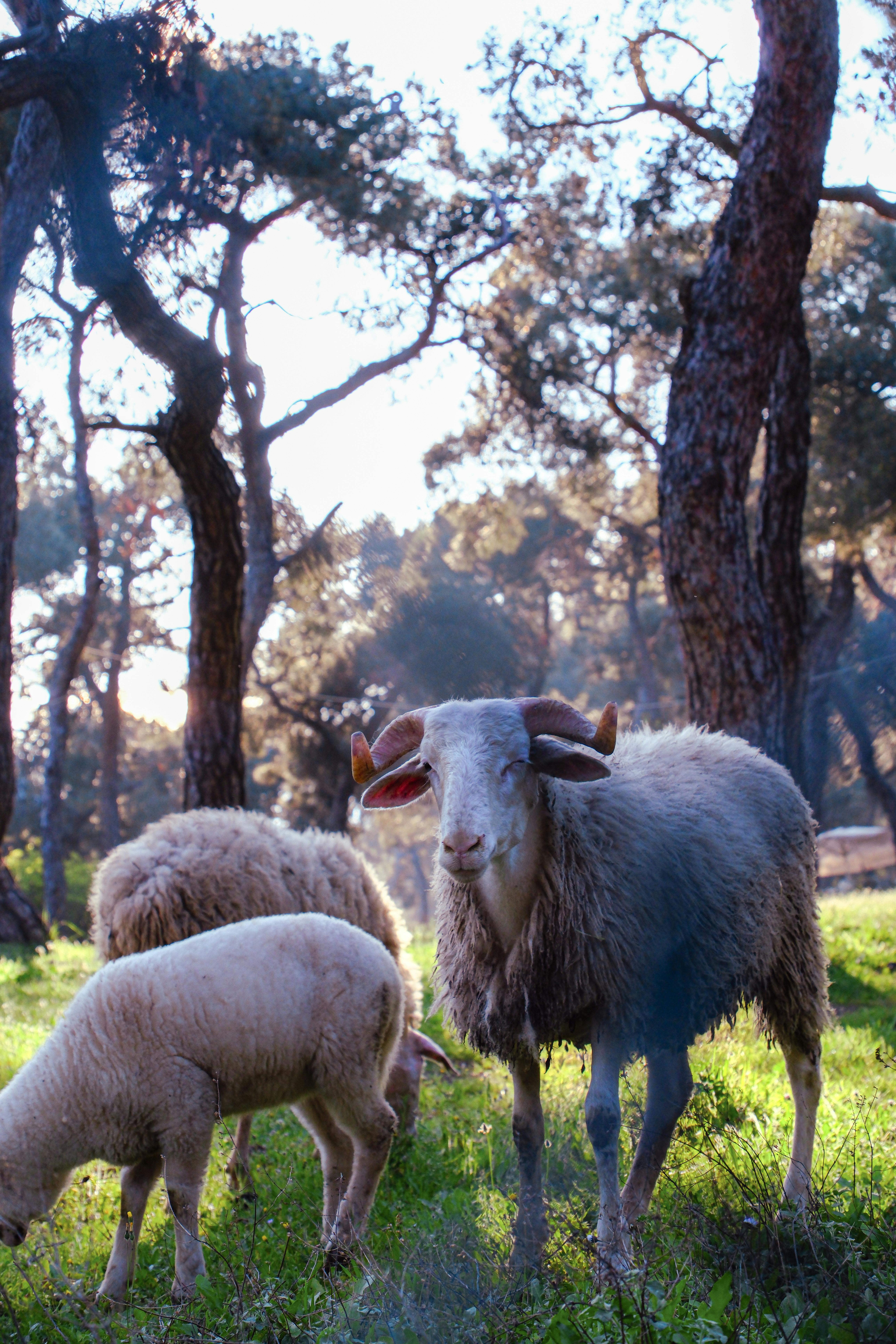 Gratuit Photos gratuites de agricole, agriculture, animal Photos