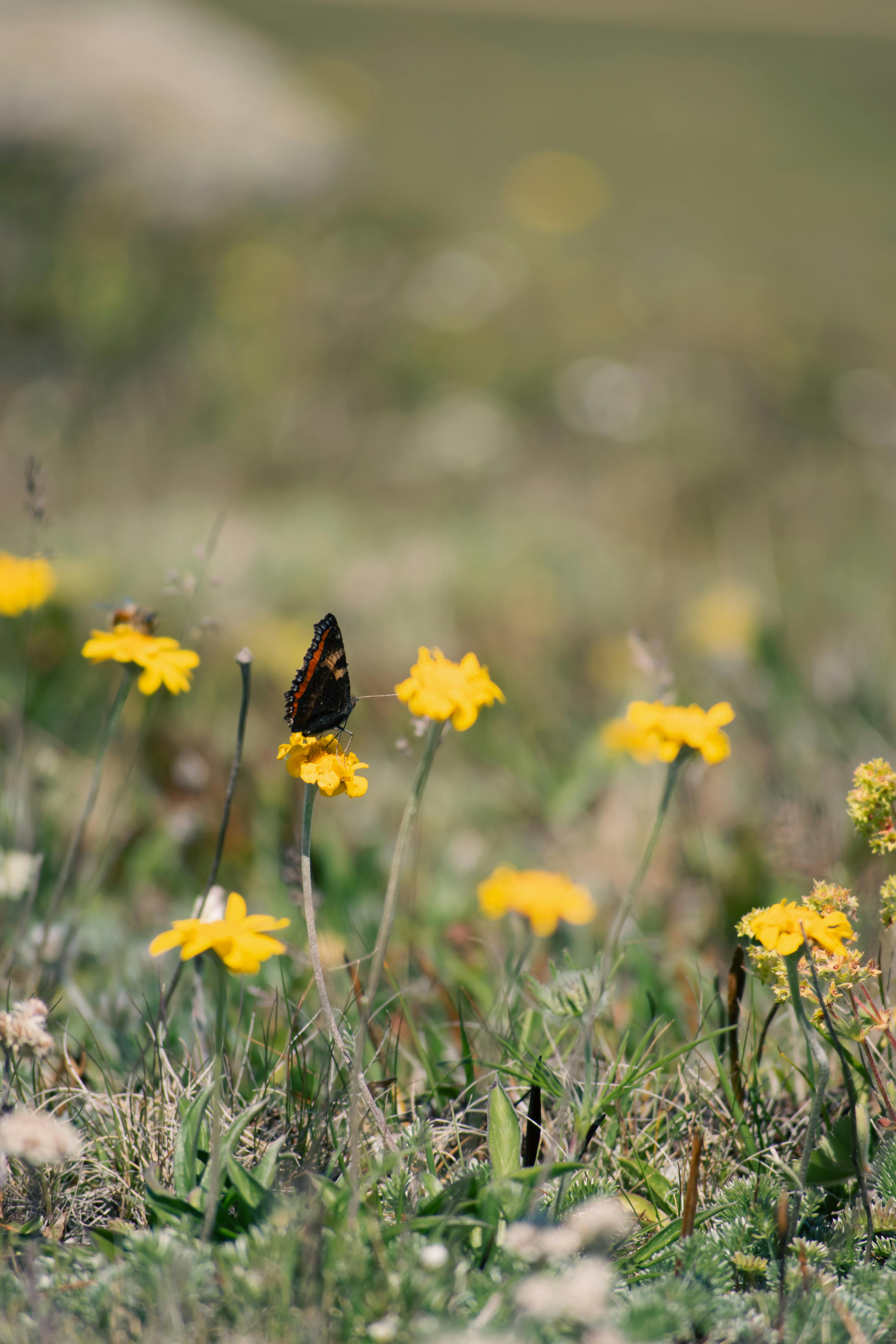 A butterfly perched on vibrant yellow wildflowers in a sunny meadow, showcasing nature's beauty.