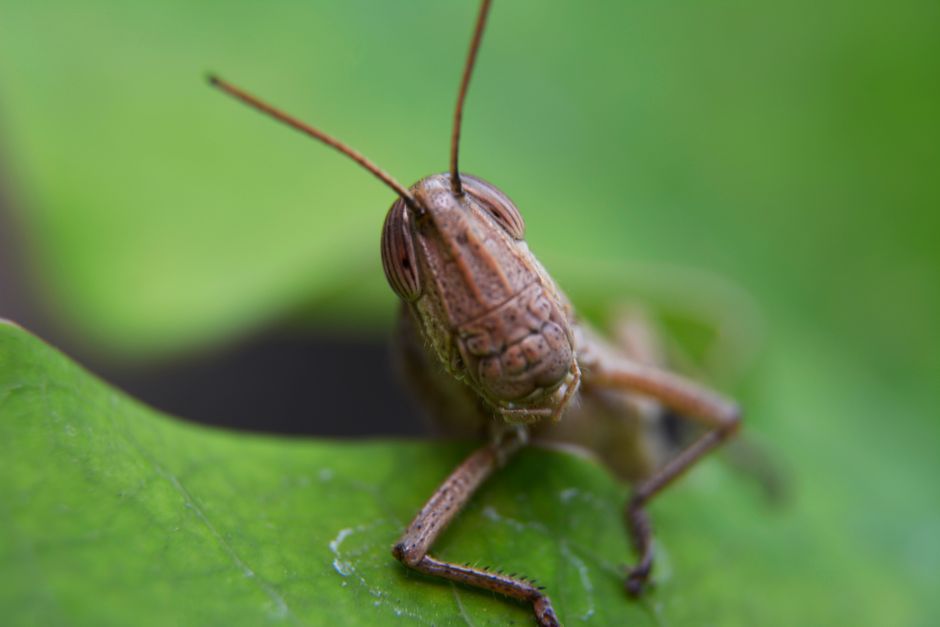 Detalii despre extindere 2025