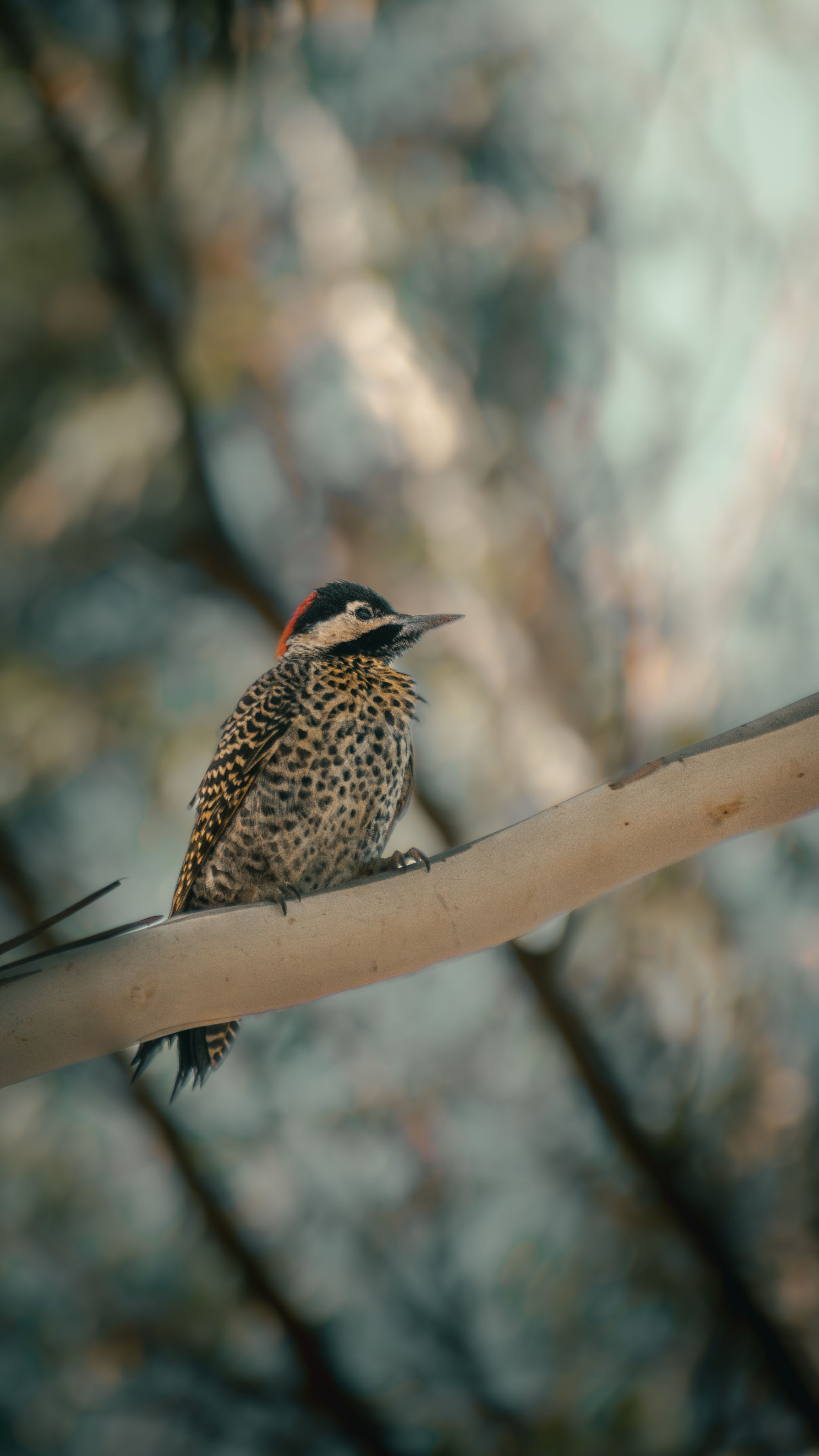 A Northern Flicker bird perched on a branch in Mar del Plata, Argentina.