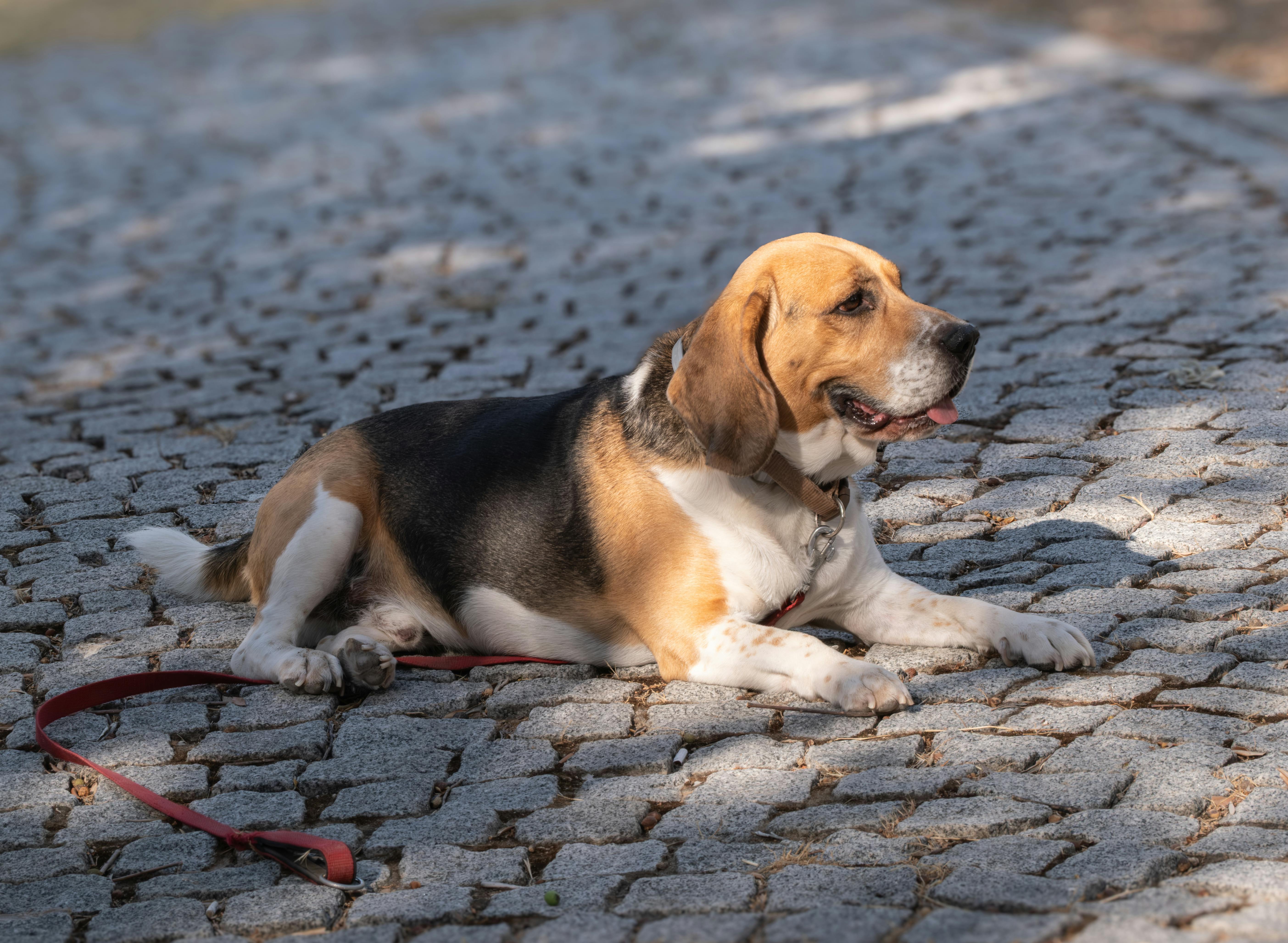 pet technology pet refine technology co. ltd — Photo by Doğan Alpaslan  Demir on Pexels