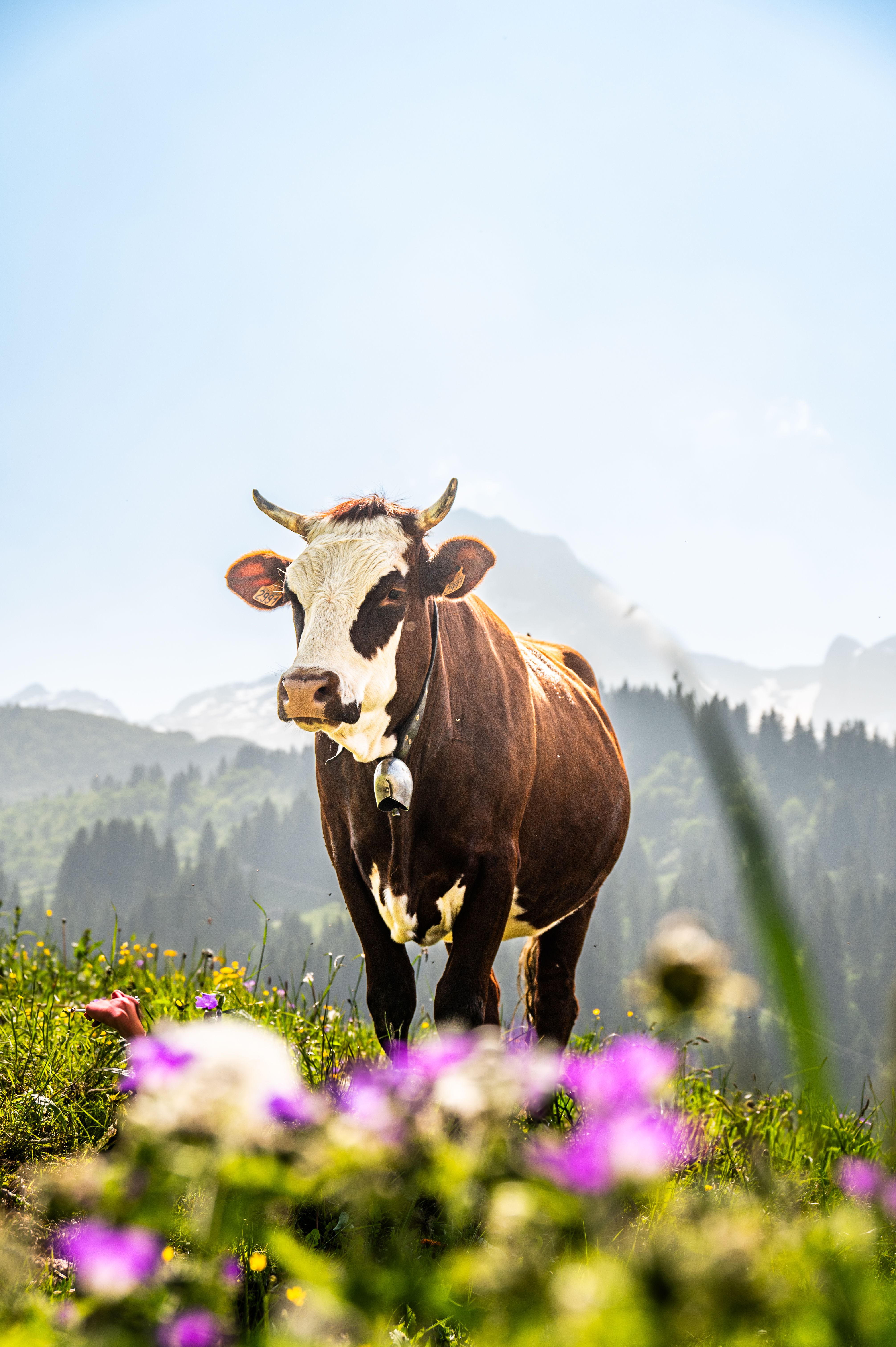 Dairy Cow Grazing in Alpine Pasture · Free Stock Photo