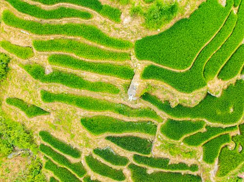 Free Stunning aerial view of lush green rice terraces with a person standing on a pathway. Stock Photo