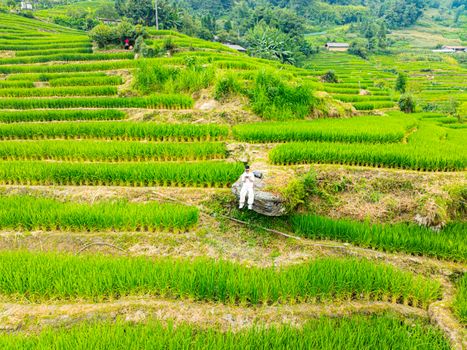 Man sits on a rock amidst vibrant terraced rice fields, showcasing rural agriculture.