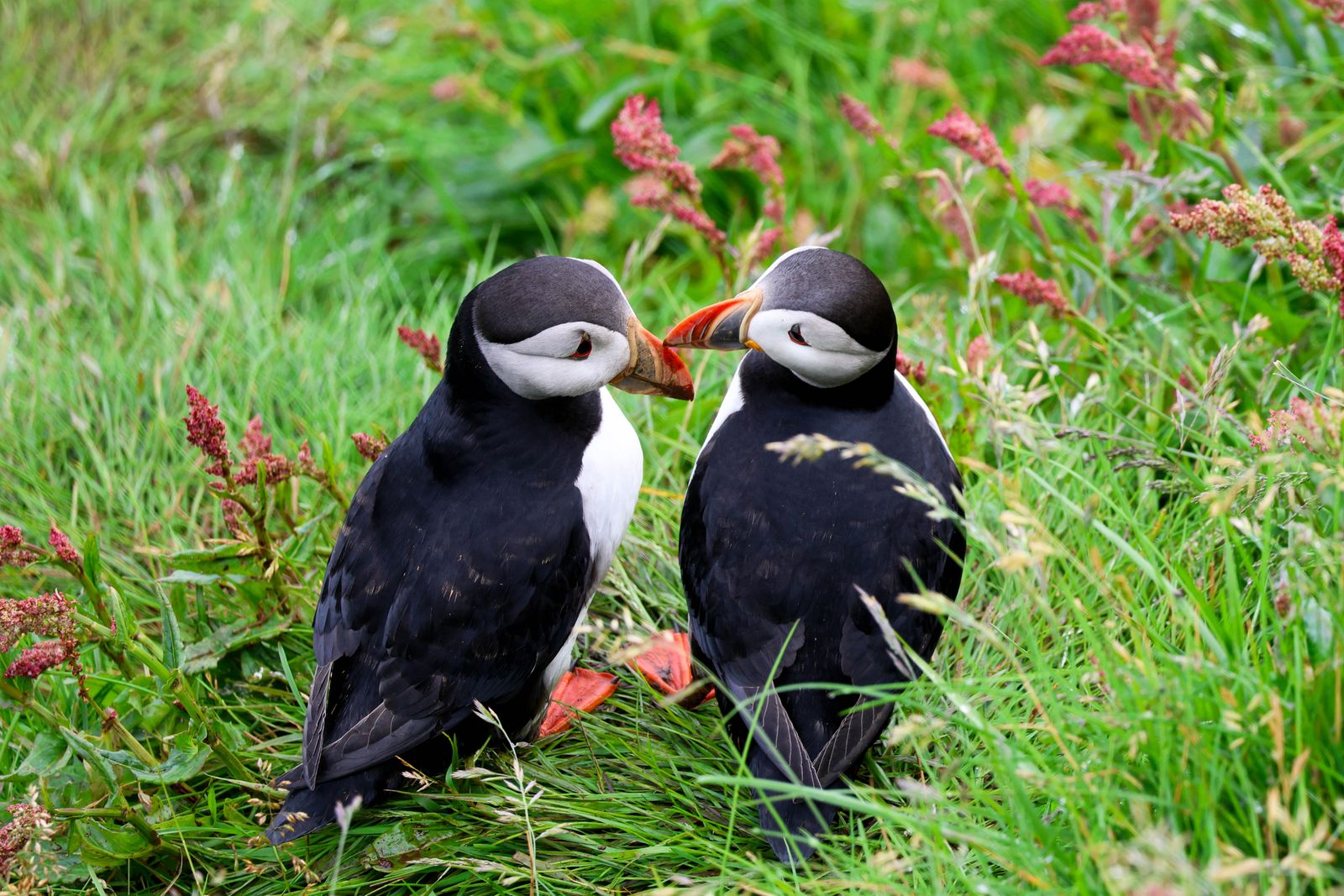 Razorbill+Pair+In+Bolungarvík,+Iceland Photos, Download The BEST Free ...