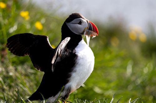 Free Atlantic Puffin poses with fish in vibrant Icelandic spring setting. Stock Photo