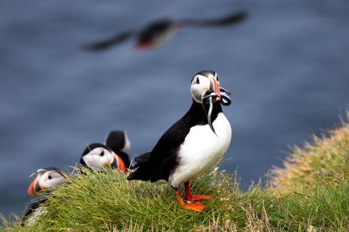 Free An Atlantic Puffin with a beak full of fish stands on Iceland's coastal grasslands. Stock Photo