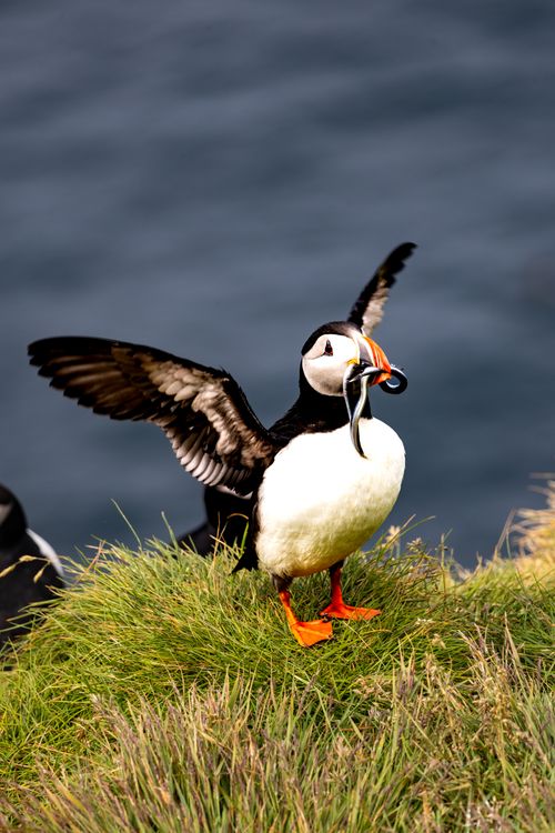 Free Vibrant Atlantic puffin holding fish on the grassy cliffs of Iceland's coast. Stock Photo