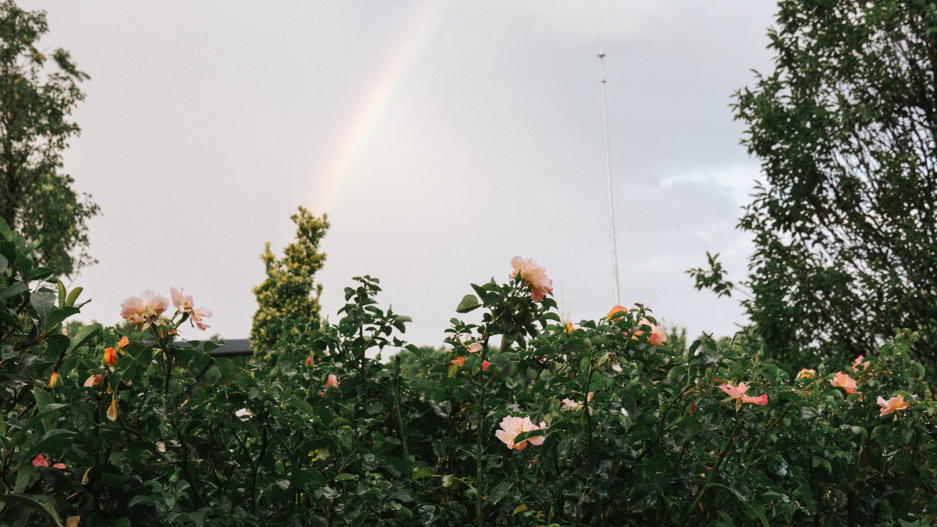 A serene garden featuring blooming pink roses and a rainbow in the sky.