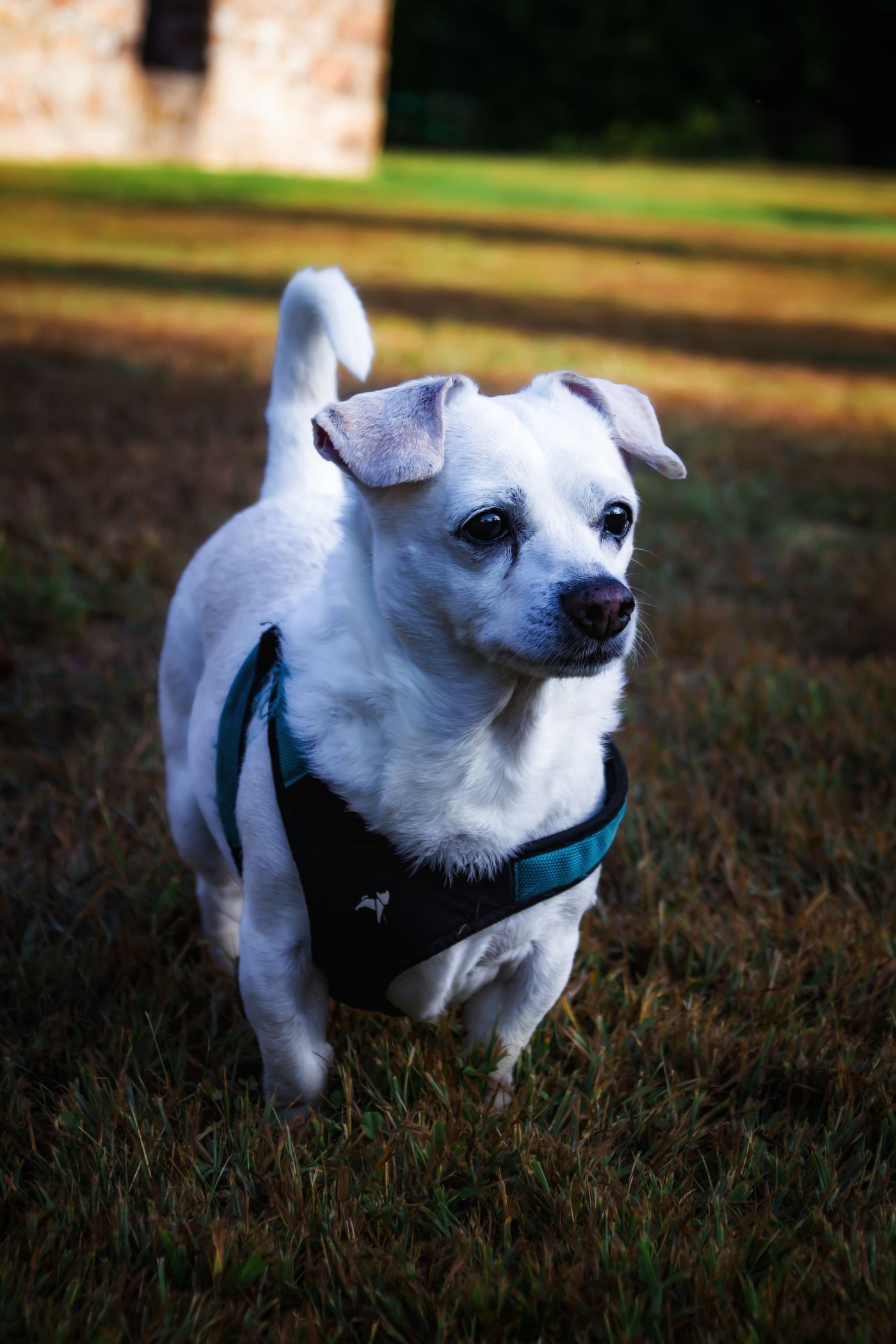 White dog wearing a pet harness during an outdoor walk