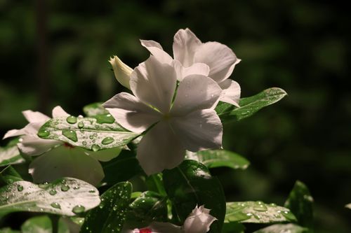 Free stock photo of aesthetic flower, flower, flowers Stock Photo