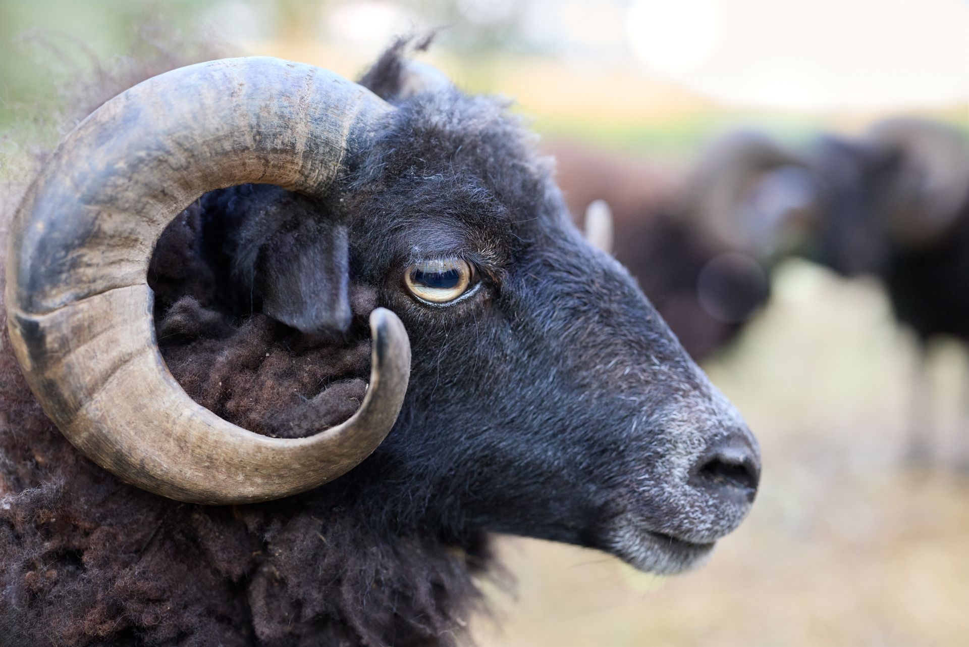 Detailed close-up of a black ram showcasing its striking curved horns and textured wool.