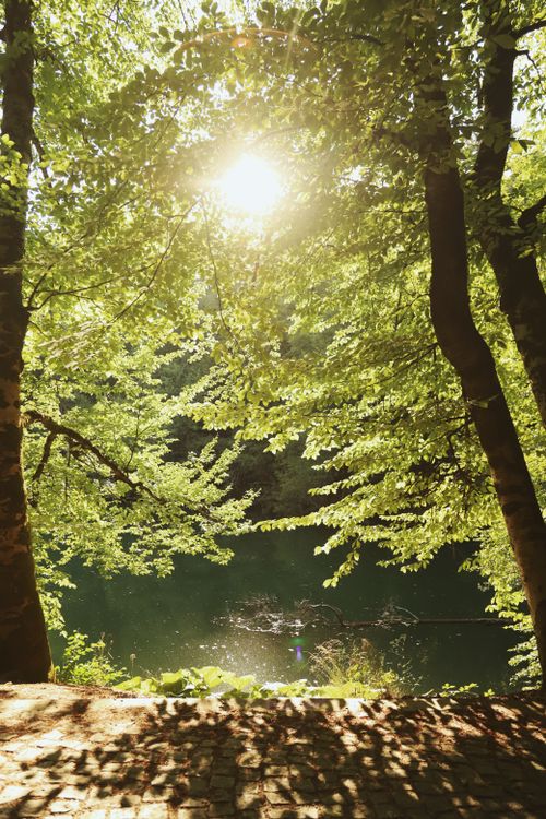 Free Tranquil forest scene with sunlight filtering through lush trees by a lake in Bolu, Türkiye. Stock Photo