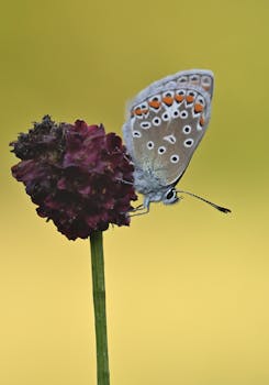 A detailed macro shot of a butterfly perched on a purple flower against a blurred background.