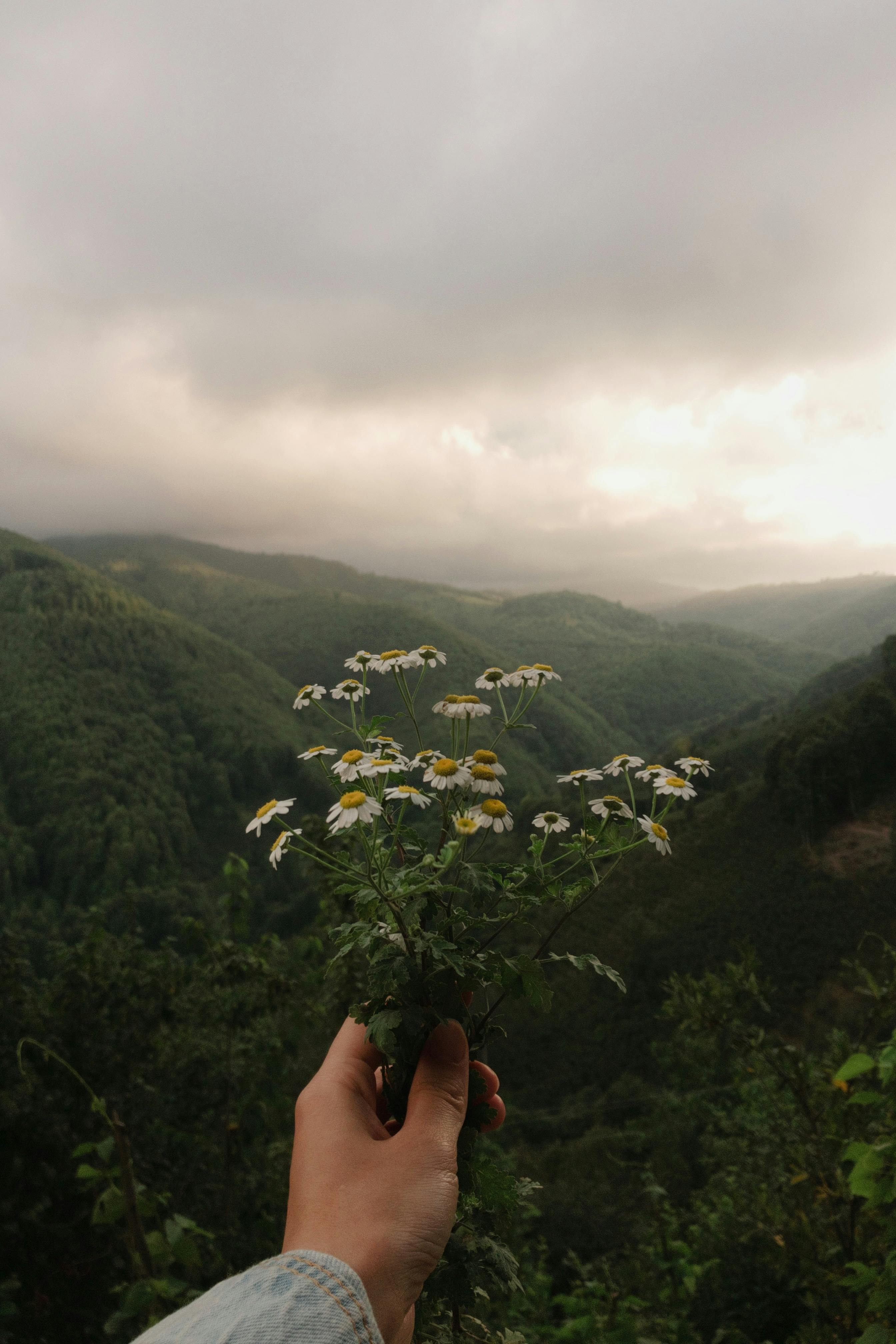 A hand holds daisies against a stunning cloudy mountain vista, capturing nature's tranquility.