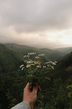 A hand holds daisies against a stunning cloudy mountain vista, capturing nature's tranquility.