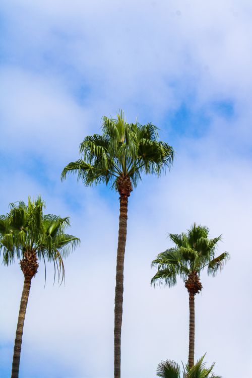 Free Three tall palm trees silhouetted against a bright blue sky with clouds. Stock Photo