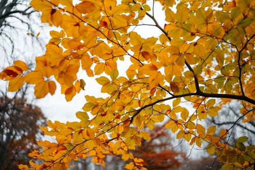 Free Golden autumn leaves create a cozy and serene atmosphere in a tranquil park setting. Stock Photo