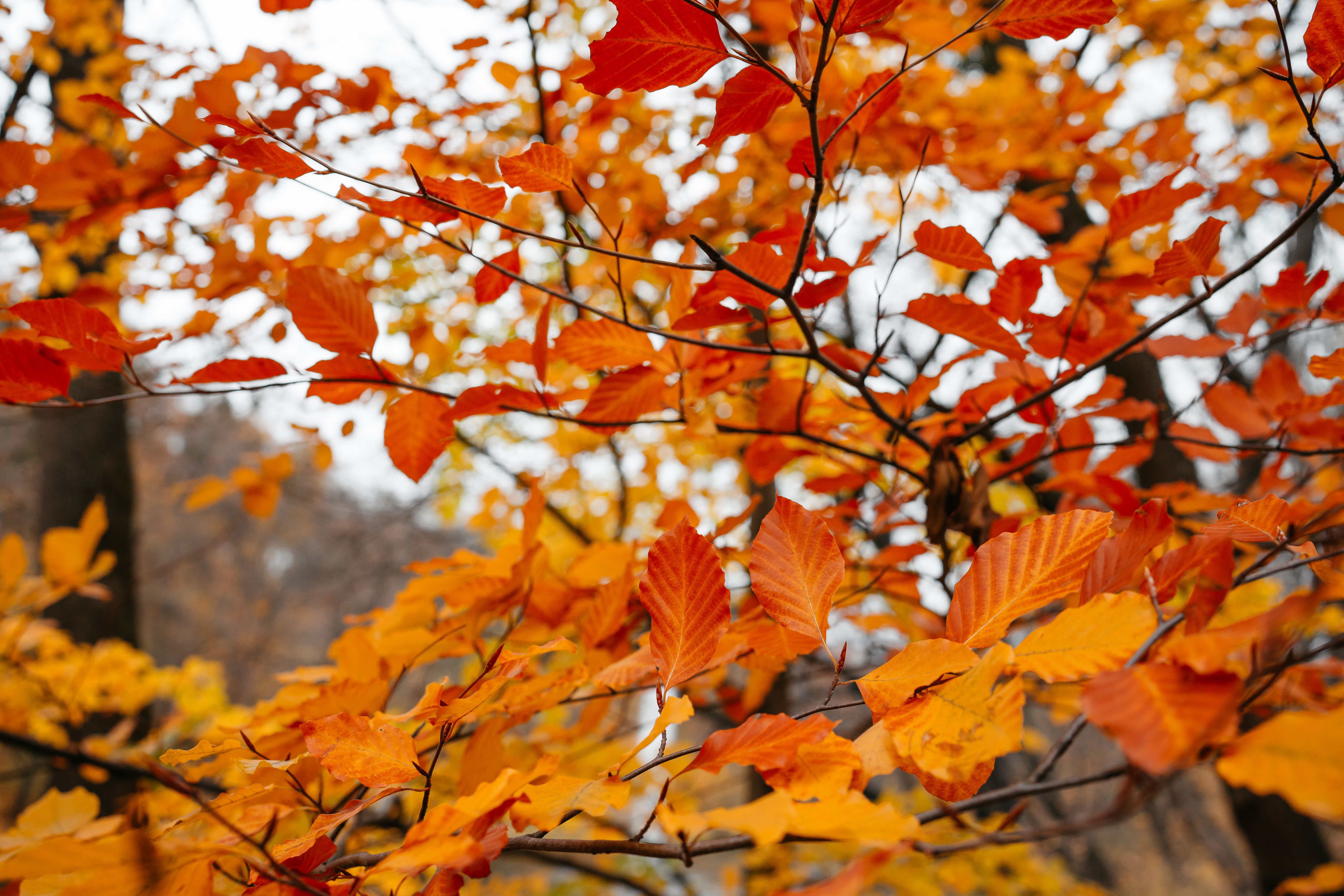 2026 Fall Foliage Forecast: Prepare for a Spectacular Show and Stormy Surprises!
