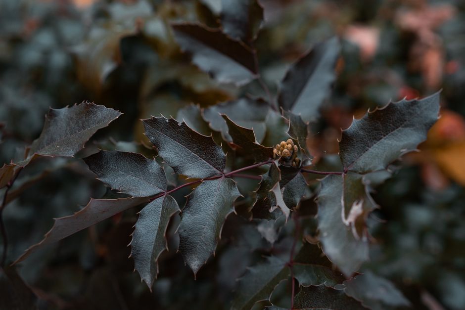 Mahonia faux-houx