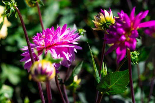 Close-up of vibrant dahlias in full bloom, showcasing vivid pink petals under summer sunlight.