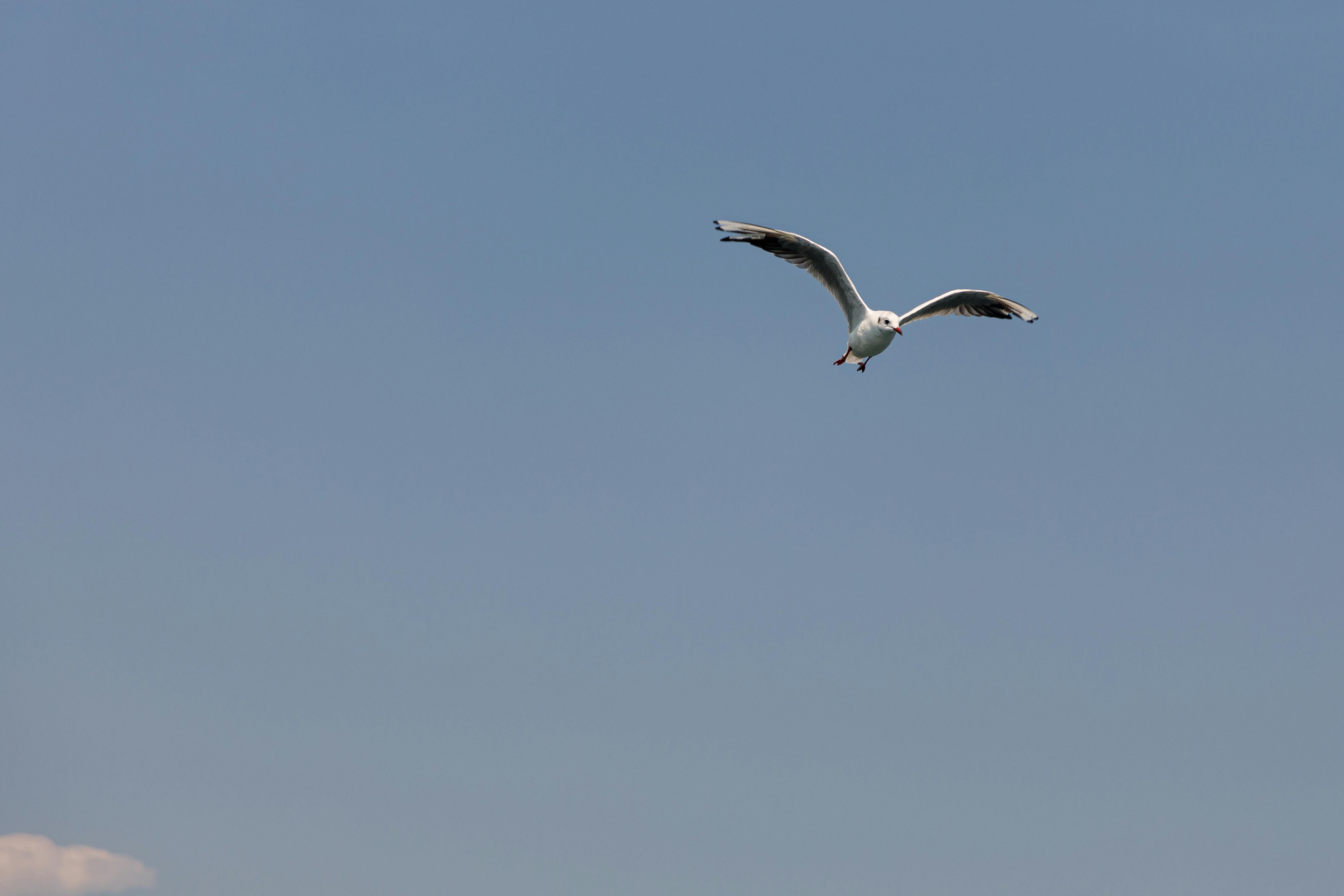 Gratuit Photos gratuites de aérien, ailes, atmosphère Photos