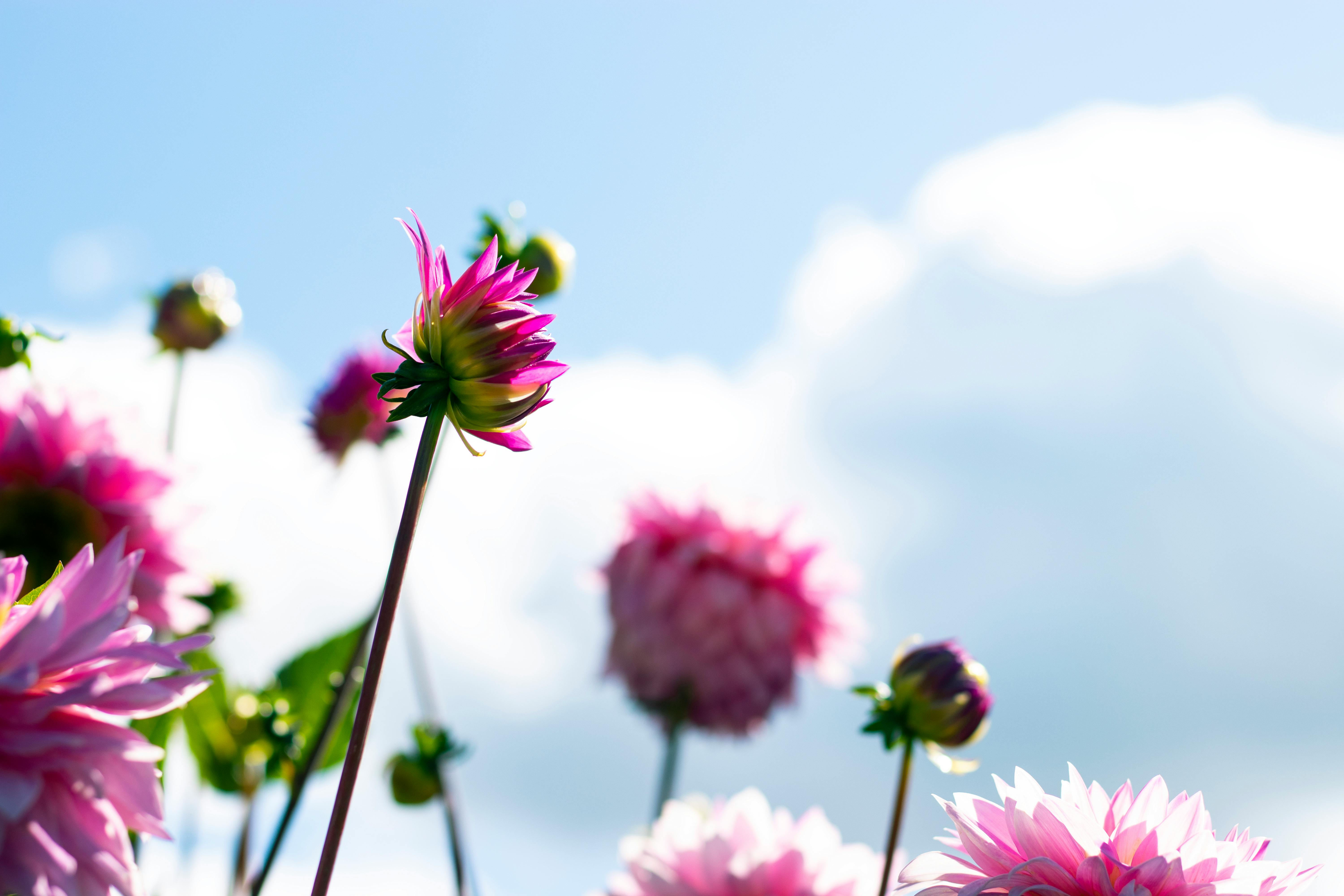 [ColoSach]-bright-pink-dahlias-bloom-under-a-clear-blue-sky-in-riga,-latvia,-capturing-a-sunny-summer-day.