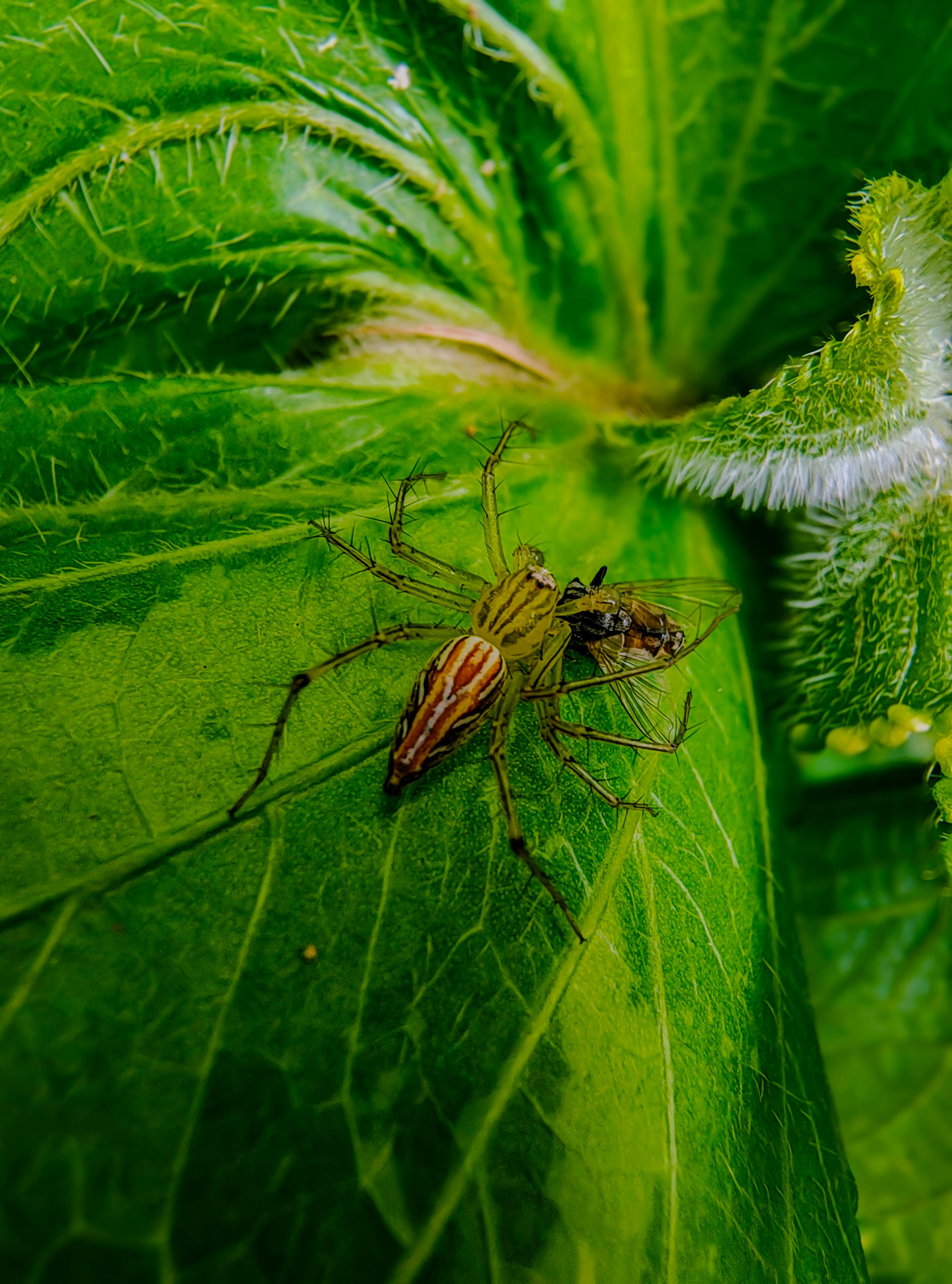 Detailed view of a spider capturing prey on a vibrant green leaf, showcasing nature's intricacy.