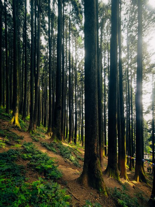 Free Sunlight filtering through tall trees in a serene forest landscape. Stock Photo