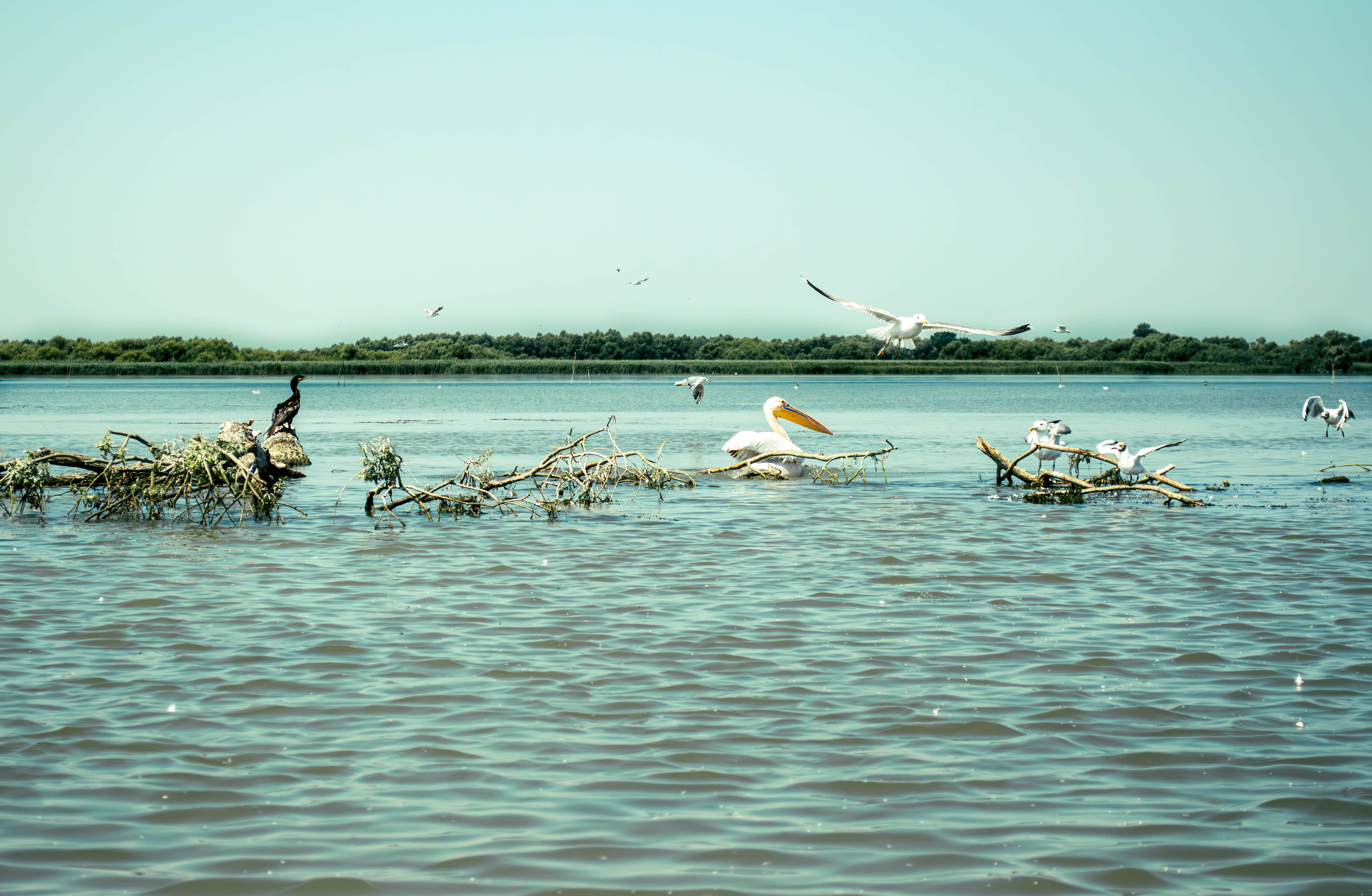 Randonnée ornithologique Parc du Delta du Sénégal