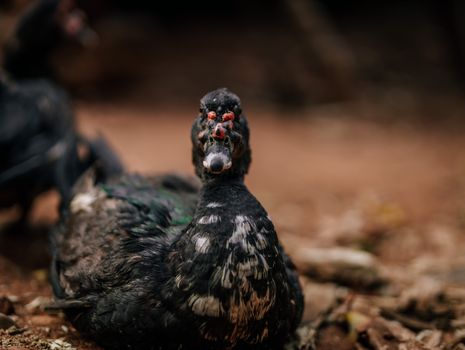 A Muscovy duck rests on the ground in a natural outdoor setting, showcasing its unique features.