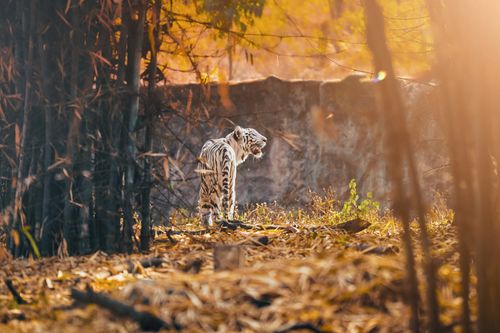 Free white tiger  Stock Photo