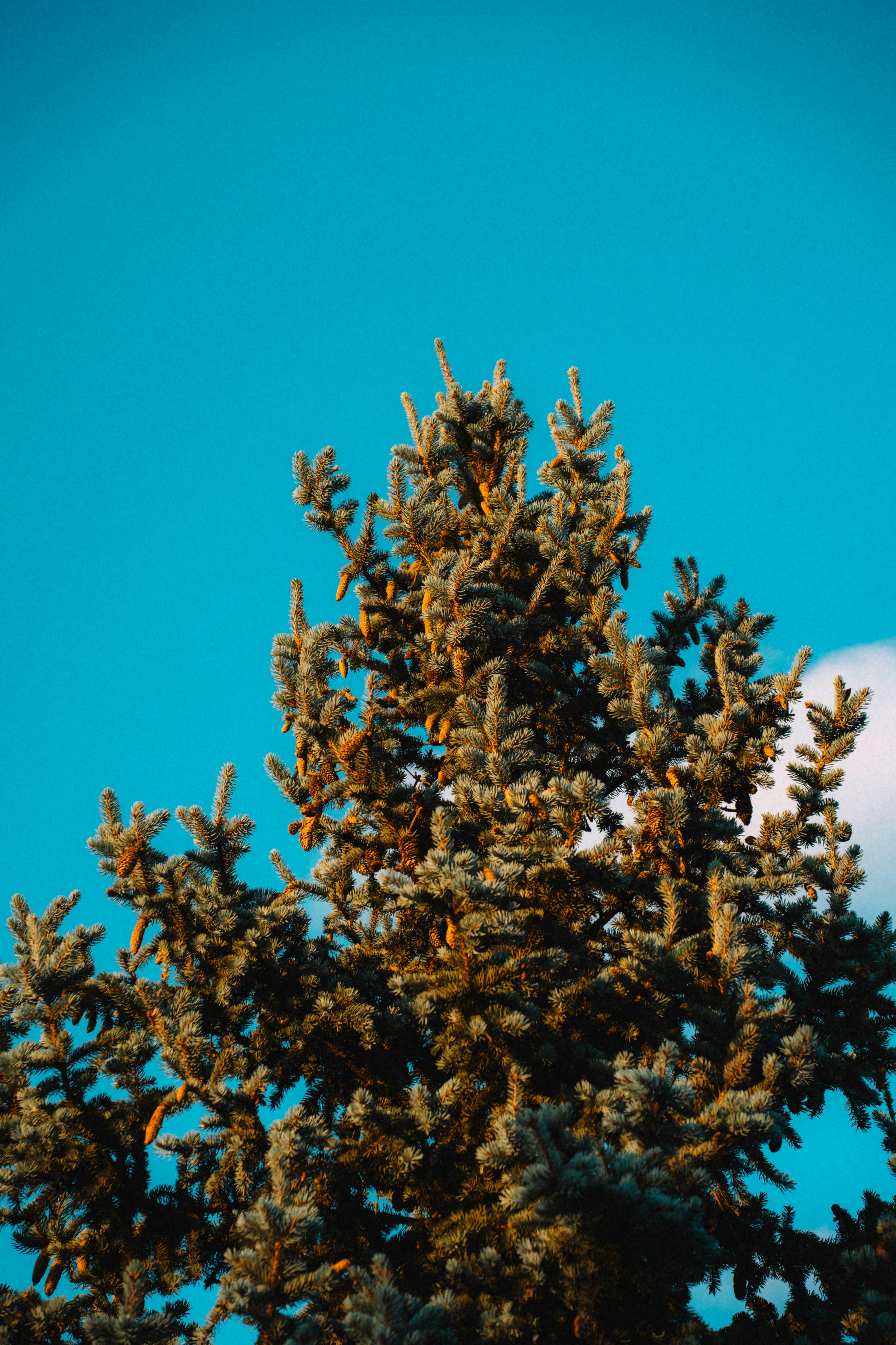 Gratis Una vista tranquila de un pino con un cielo turquesa vibrante como telón de fondo, que evoca una sensación de paz. Foto de stock