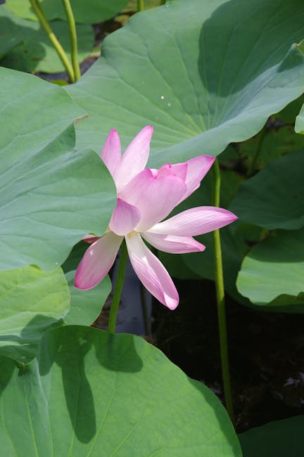 A vibrant pink lotus flower partially covered by large green leaves, basking in sunlight.