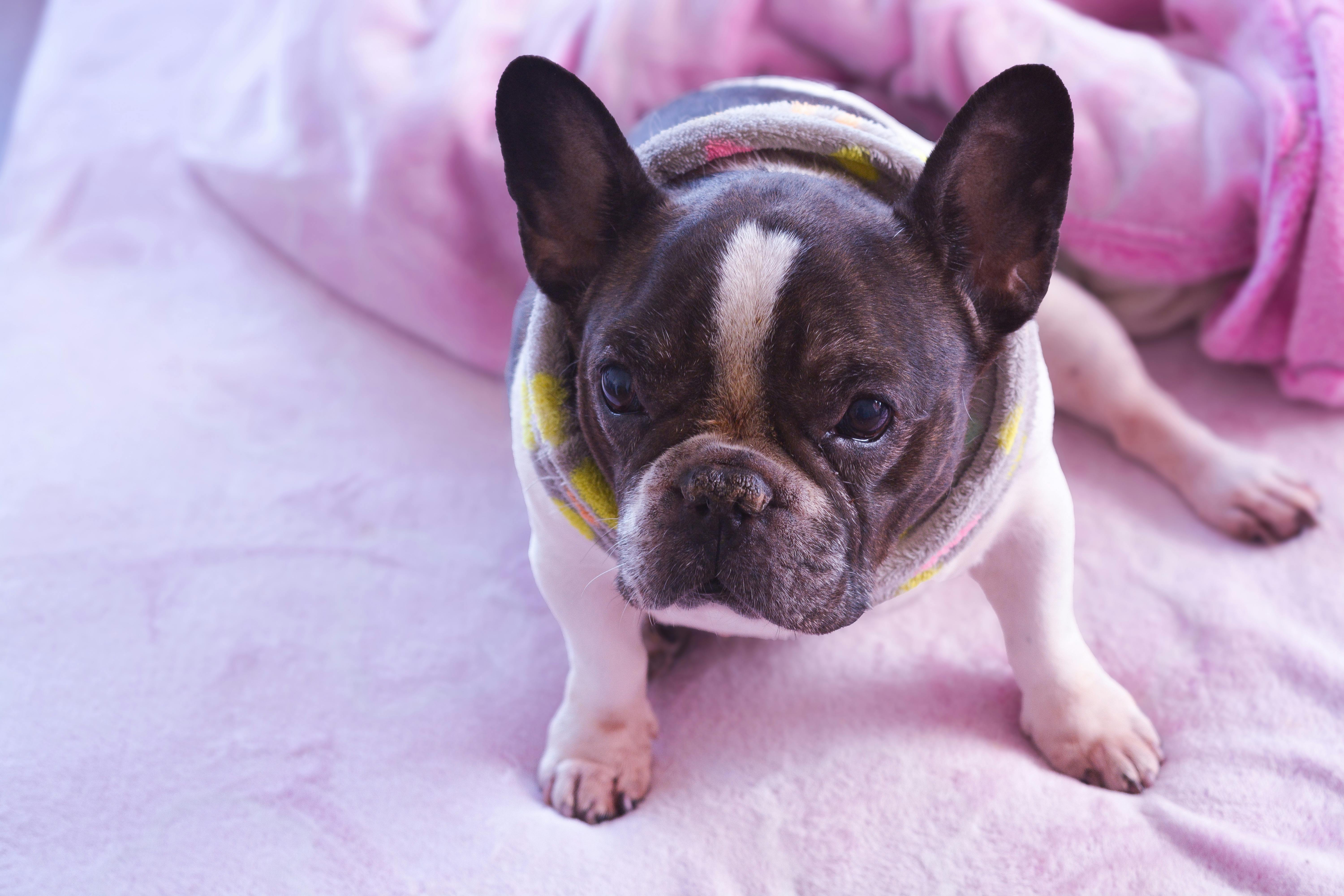 Adorable French Bulldog wearing a cozy sweater, relaxing on a pink blanket indoors.