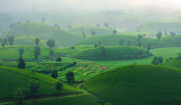 Munnar Family Vacation