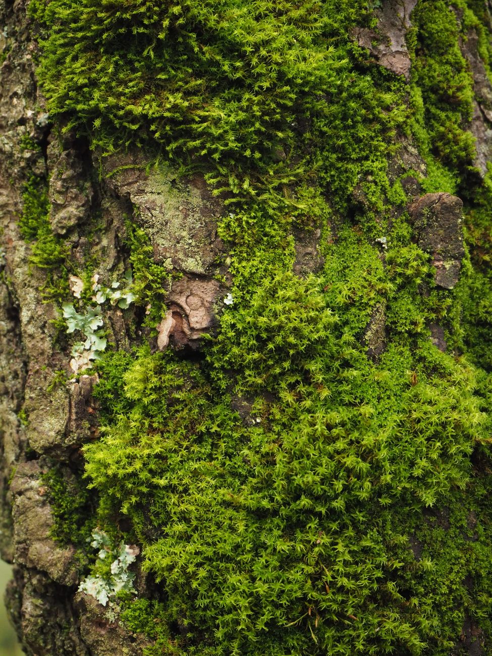 moss and lichen on tree trunk close up UK