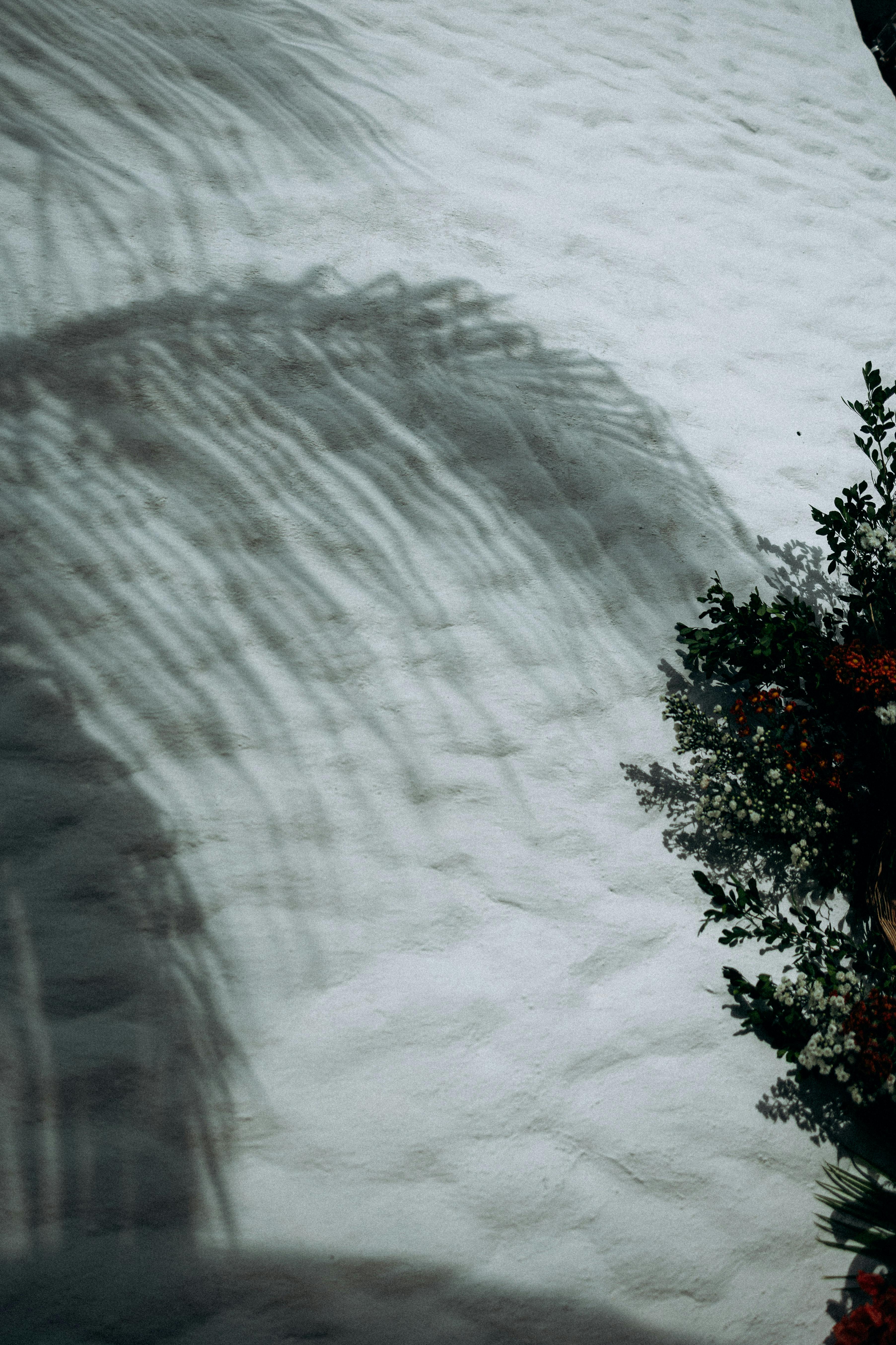 Free Artistic shadow of palm leaves cast on sand with vibrant greenery in São Miguel dos Milagres. Stock Photo