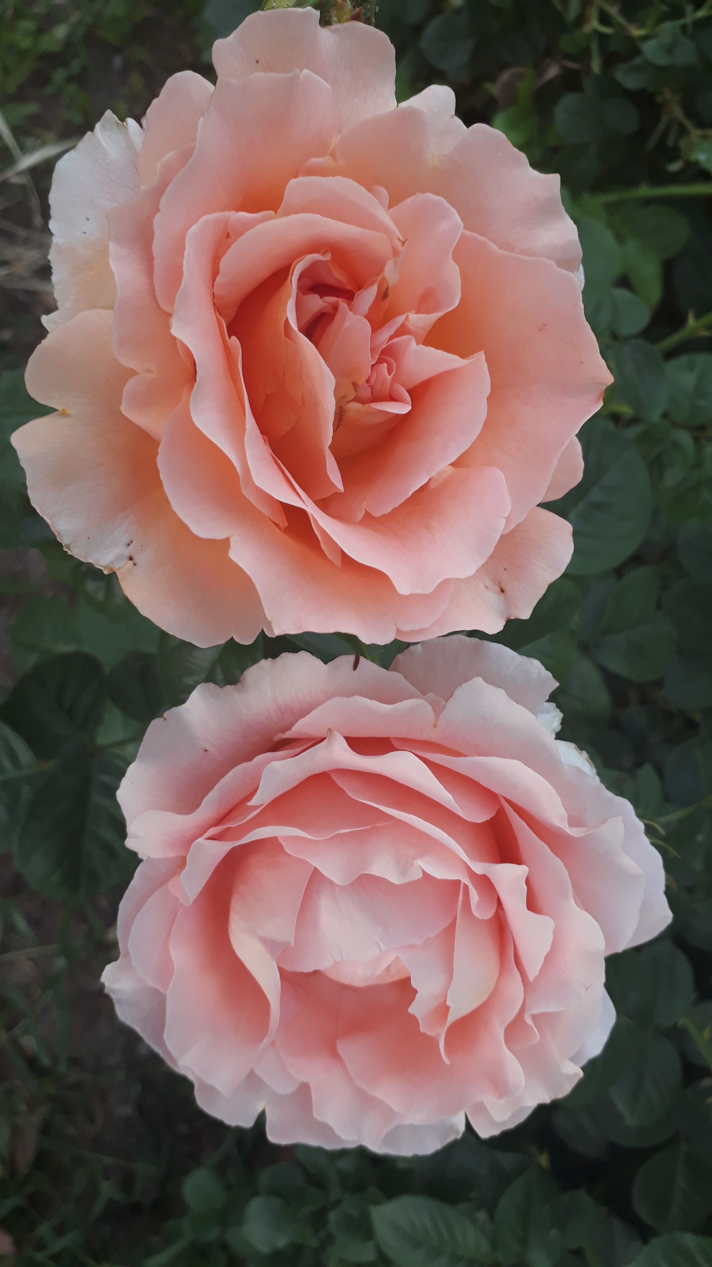 Beautiful Pink Roses in Full Bloom Outdoors · Free Stock Photo